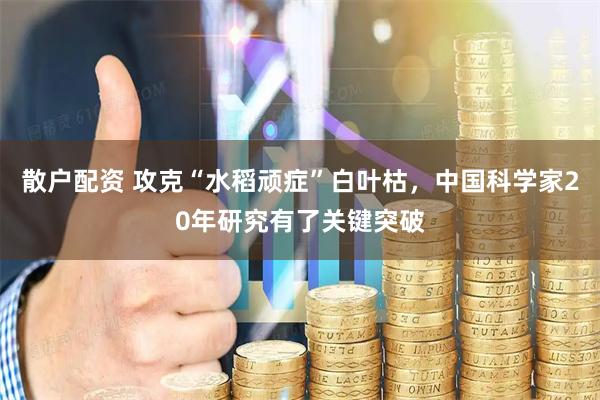 散户配资 攻克“水稻顽症”白叶枯，中国科学家20年研究有了关键突破