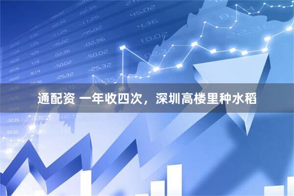 通配资 一年收四次，深圳高楼里种水稻